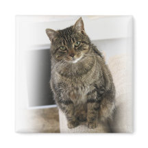 Söt, söt, vänlig katt Magnet