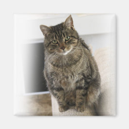 Söt, söt, vänlig katt Magnet