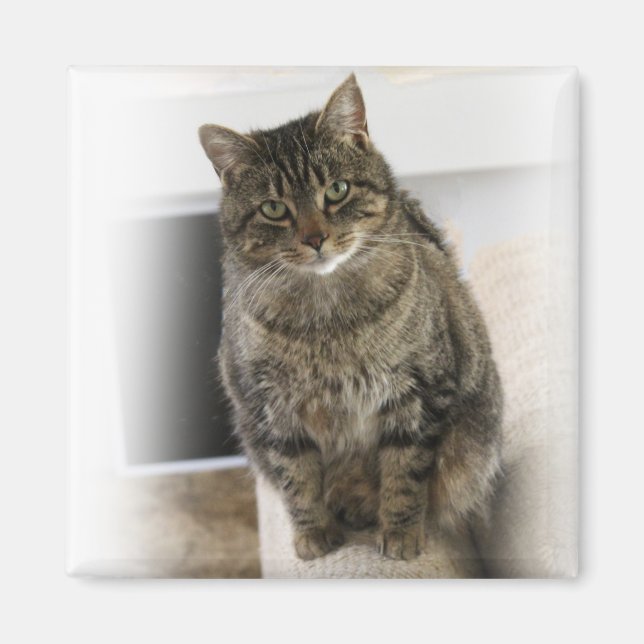 Söt, söt, vänlig katt Magnet (Framsidan)