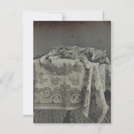 Söt sovande katt Antik fotografering Blank Vykort