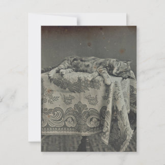 Söt sovande katt Antik fotografering Blank Vykort