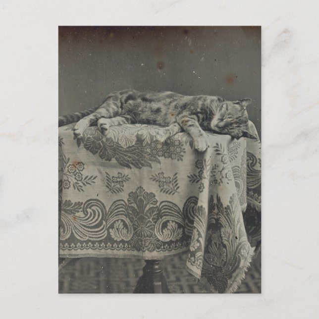Söt sovande katt Antik fotografering Blank Vykort (Framsida)