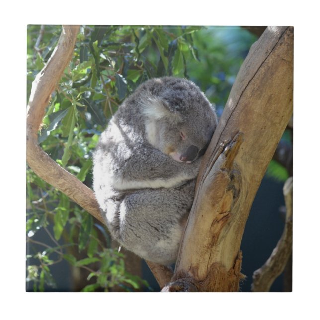 Söt sovande koala i träd kakelplatta (Framsidan)