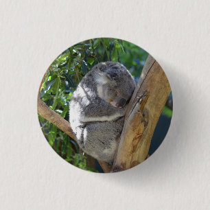 Söt sovande koala i träd knapp