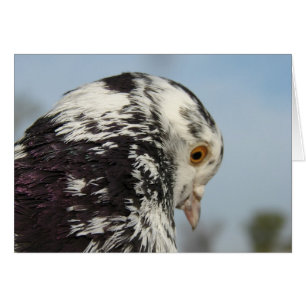 Söt Speckled Pigeon Hälsningskort