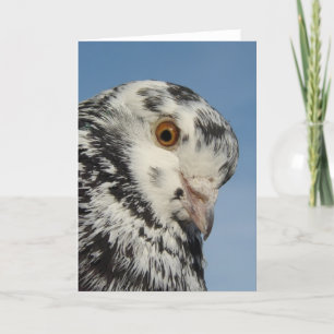 Söt Spoted Pigeon Close Up, Blank Inside Kort
