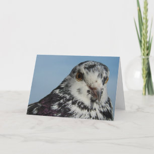 Söt Spoted Pigeon Kort