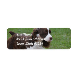 Söt SpringerSpaniel Returadress Etikett