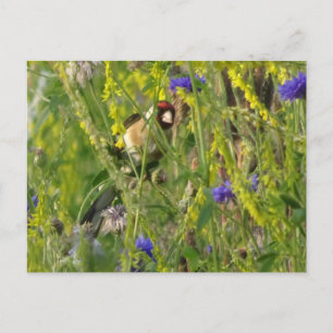 Söt steglits i vilda blommor fält DIY vykort