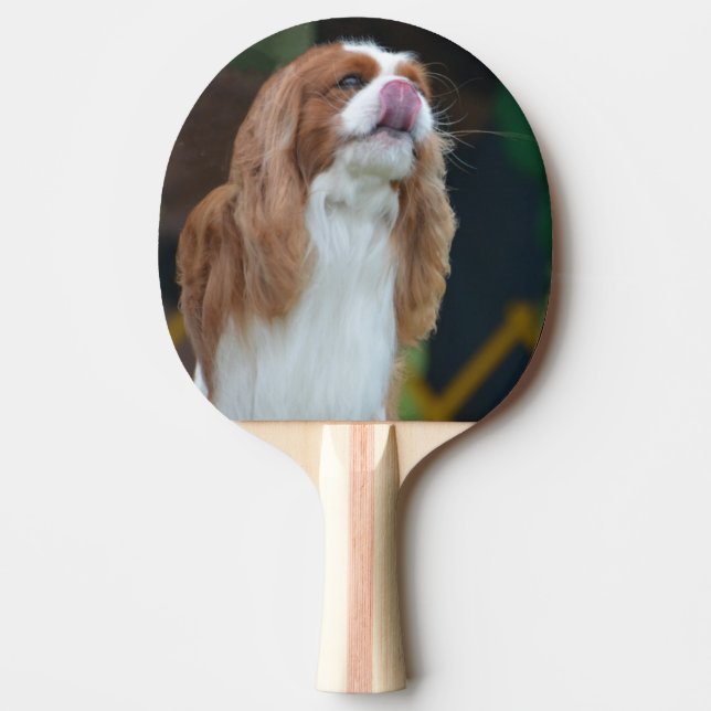 Söt stolt Spaniel för kung Charles Pingisracket (Framsidan)