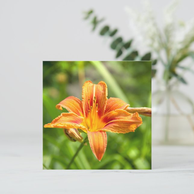 Söt stor Lilja blomma foto (Stående Fram)