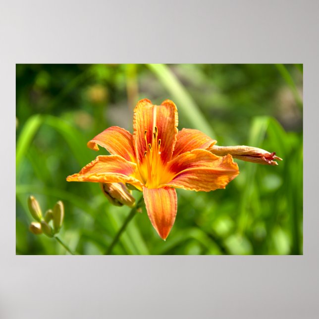 Söt stor Lilja blomma foto Poster (Framsidan)