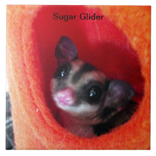 Söt Sugar Glider Orange Sövpåse Husdjur Dekoration Kakelplatta