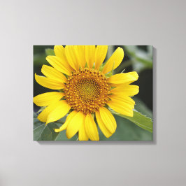 Söt Sunny Gult Solros 20 x 16 tum Canvastryck