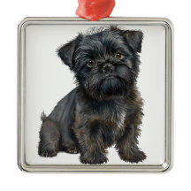 SÖT SVART AFFENPINSCHER VALP