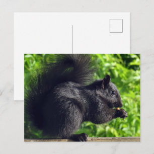 Söt svart babyekorre som äter frön Natur Vykort