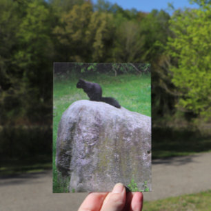 Söt svart ekorre på en sten Natur Ekorrar     Vykort