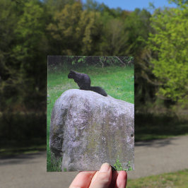 Söt svart ekorre på en sten Natur Ekorrar Vykort
