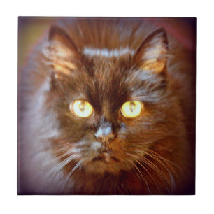 söt svart katt kakelplatta