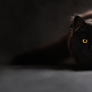 söt svart katt lumbarkudde