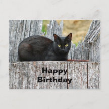 Söt svart katt Stockbild födelsedag