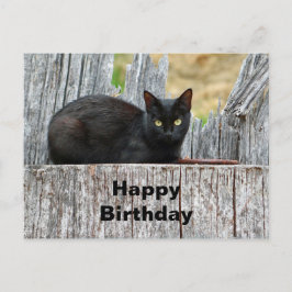 Söt svart katt Stockbild födelsedag Vykort
