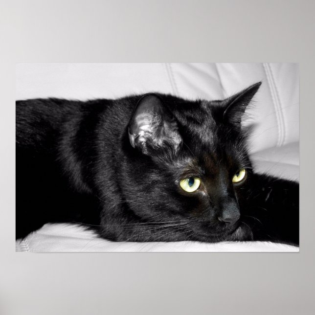 Söt svart kattporträtt poster (Framsidan)