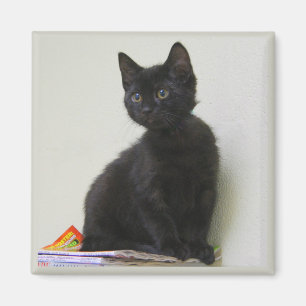 Söt svart kattunge magnet