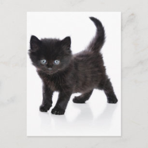 söt svart kattunge vykort