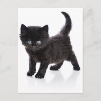 söt svart kattunge vykort