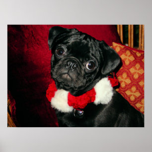 Söt svart pug Poster