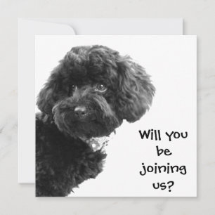 Söt svart Toy Poodle © Personliga festsedlar Inbjudningar