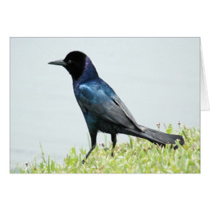 Söt svarta bird-kråka-kort OBS kort