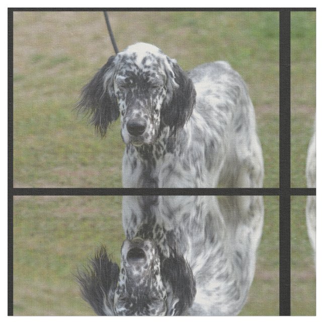 Söt svartvit engelsk Setter Tyg (Närbild)