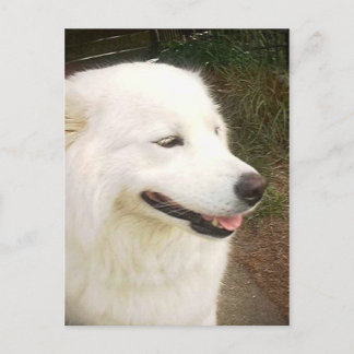 Söt Sweet White Samoyed Hund Vykort