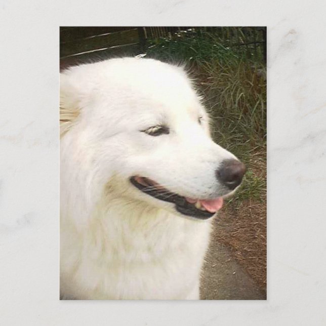 Söt Sweet White Samoyed Hund Vykort (Framsida)