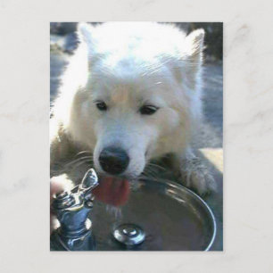Söt Sweet White Samoyed Hund Vykort