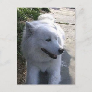 Söt Sweet White Samoyed Hund Vykort