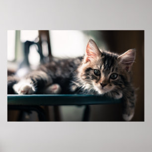 Söt Tabby Poster