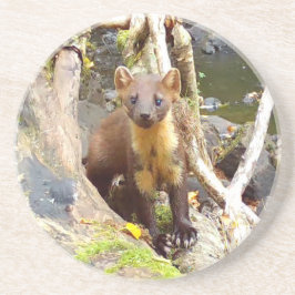 Söt Tallmård Skogsfauna Vila Underlägg