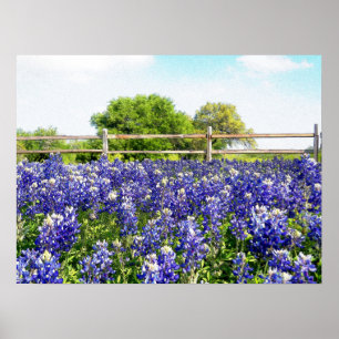 Söt Texas Bluebonnet Flowers Backe Land Art Poster