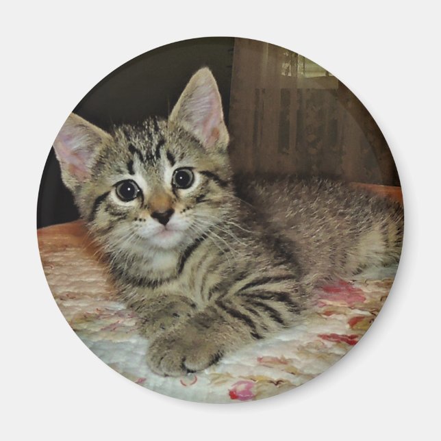 Söt Tiger Kitten Magnet (Framsidan)
