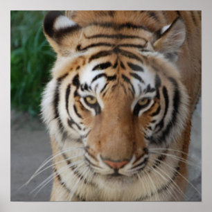 Söt tiger poster