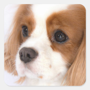 Söt tjej Cavalier King Charles Spaniel dekal Fyrkantigt Klistermärke