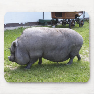 Söt Tjock Piggy| Husdjur Musmatta