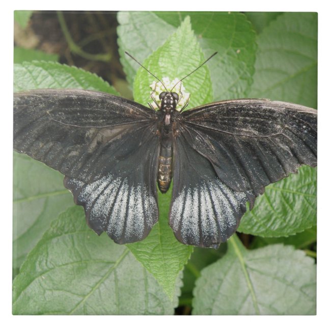 Söt Tropical Butterfly and Flowers Tile Kakelplatta (Framsidan)