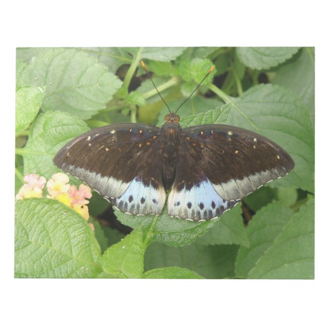 Söt Tropical Butterfly Anteckningsblock (Framsida)