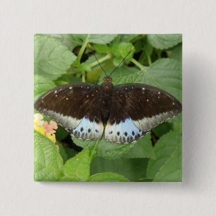 Söt Tropical Butterfly Butterfly Button Knapp