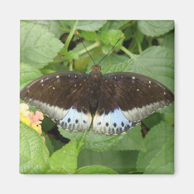 Söt Tropical Butterfly Magnet (Framsidan)