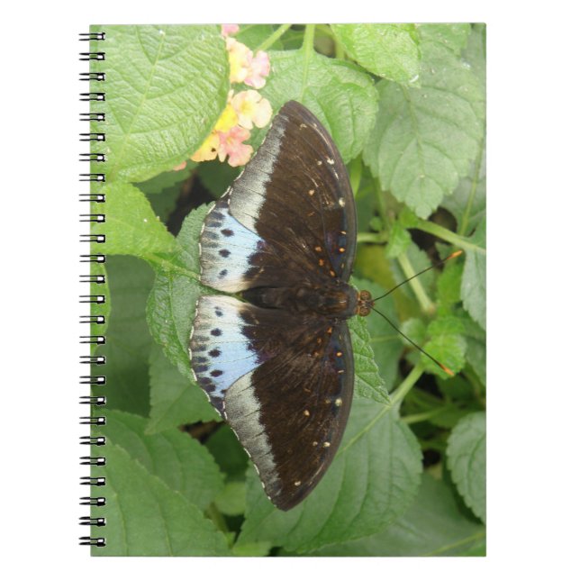 Söt Tropical Butterfly Notebook Anteckningsbok (Framsidan)